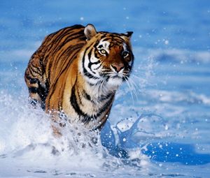 Preview wallpaper snow, tiger, foam, jump