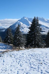 Preview wallpaper snow, traces, trees, mountains, winter