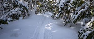 Preview wallpaper snow, trail, trees, winter, forest