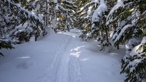 Preview wallpaper snow, trail, trees, winter, forest