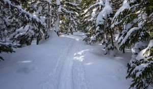 Preview wallpaper snow, trail, trees, winter, forest