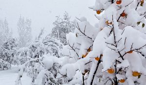 Preview wallpaper snow, trees, anomaly, weather, peaches, cover
