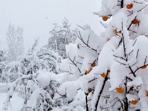 Preview wallpaper snow, trees, anomaly, weather, peaches, cover