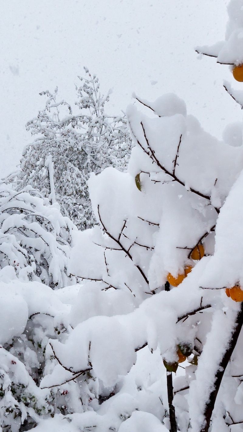 Был прийти в декабре. Декабрь пришел. Снежная пелена на деревьях. Декабрь картинки с надписью. Персик дерево зимой.