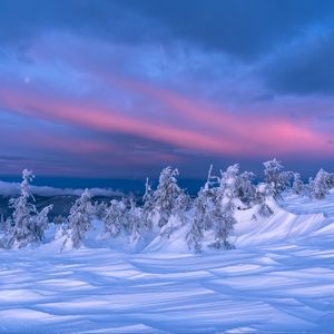 Preview wallpaper snow, trees, dusk, winter, landscape