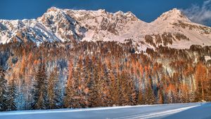 Preview wallpaper snow, trees, mountains, forest, winter