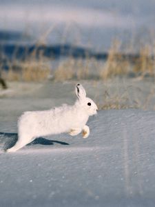 Preview wallpaper snow, trees, rodent, fur coat, rabbit