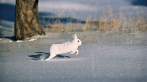 Preview wallpaper snow, trees, rodent, fur coat, rabbit