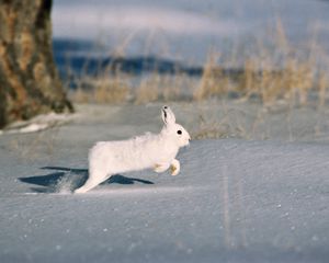 Preview wallpaper snow, trees, rodent, fur coat, rabbit