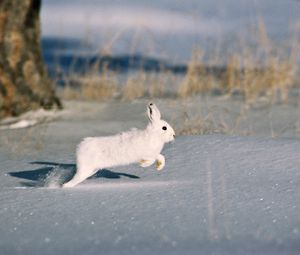 Preview wallpaper snow, trees, rodent, fur coat, rabbit