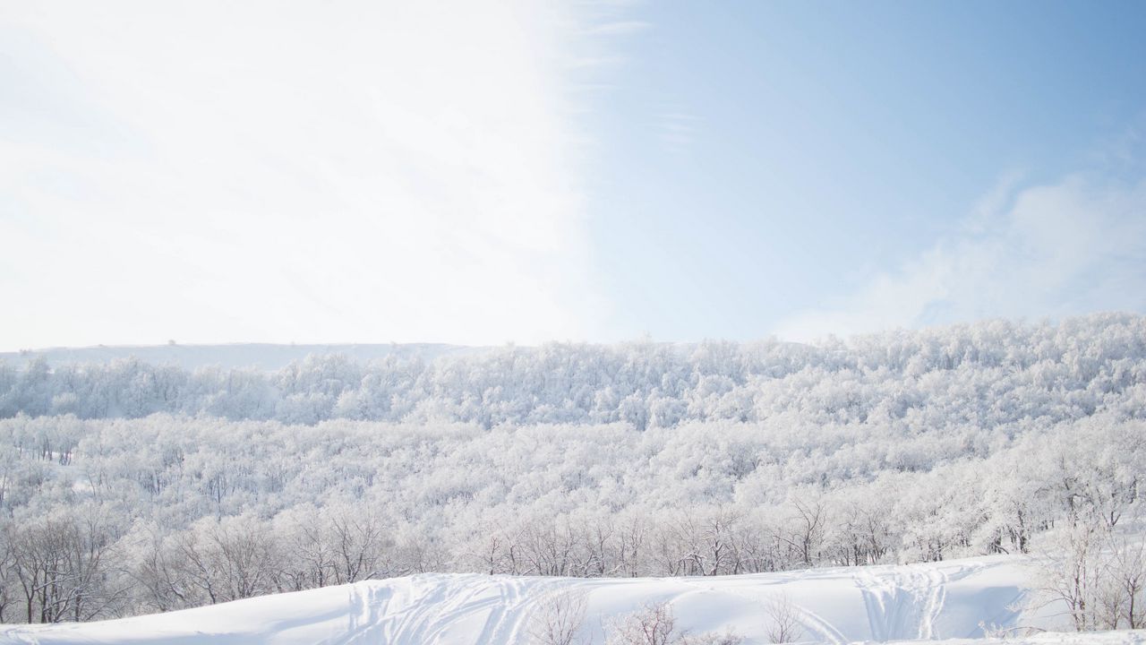Wallpaper snow, trees, sky