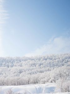 Preview wallpaper snow, trees, sky