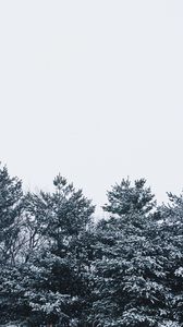 Preview wallpaper snow, trees, sky, white