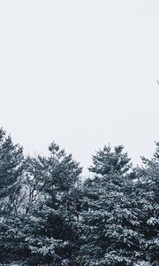 Preview wallpaper snow, trees, sky, white