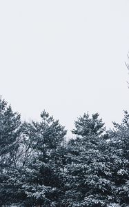 Preview wallpaper snow, trees, sky, white