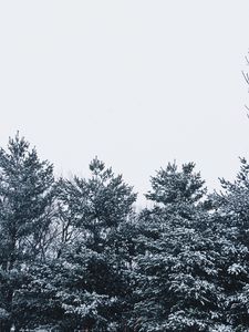 Preview wallpaper snow, trees, sky, white