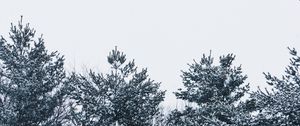 Preview wallpaper snow, trees, sky, white