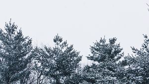 Preview wallpaper snow, trees, sky, white