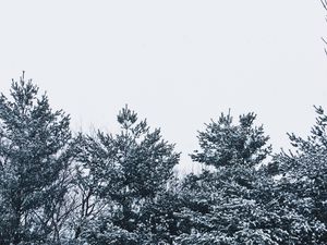 Preview wallpaper snow, trees, sky, white