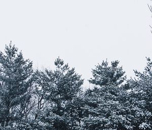 Preview wallpaper snow, trees, sky, white