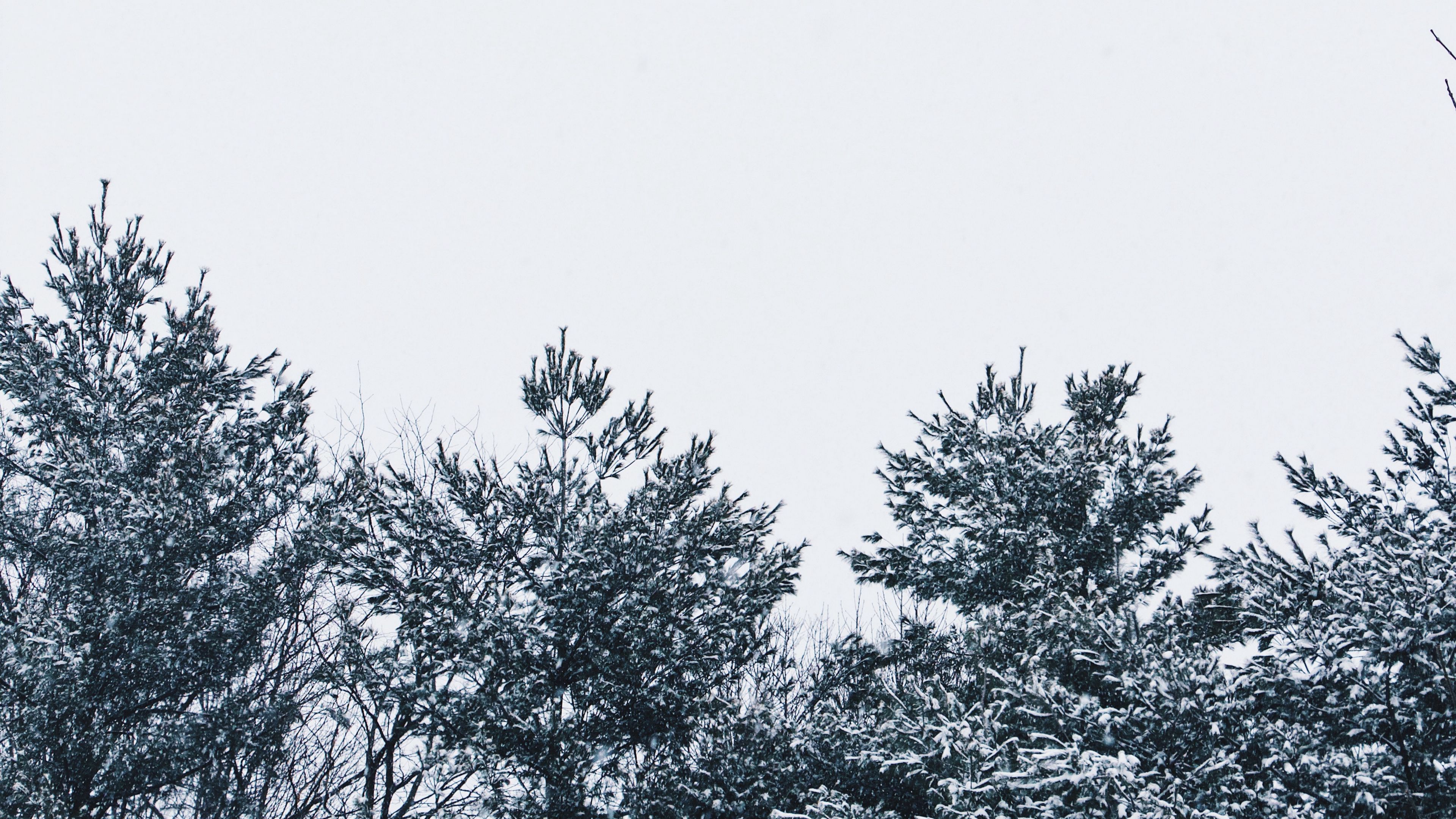 Download wallpaper 3840x2160 snow, trees, sky, white 4k uhd 16:9 hd