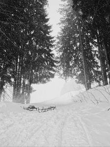 Preview wallpaper snow, trees, sleds, winter