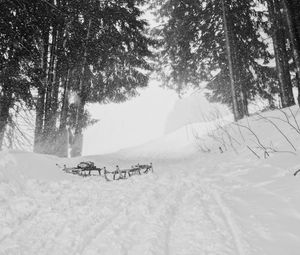 Preview wallpaper snow, trees, sleds, winter