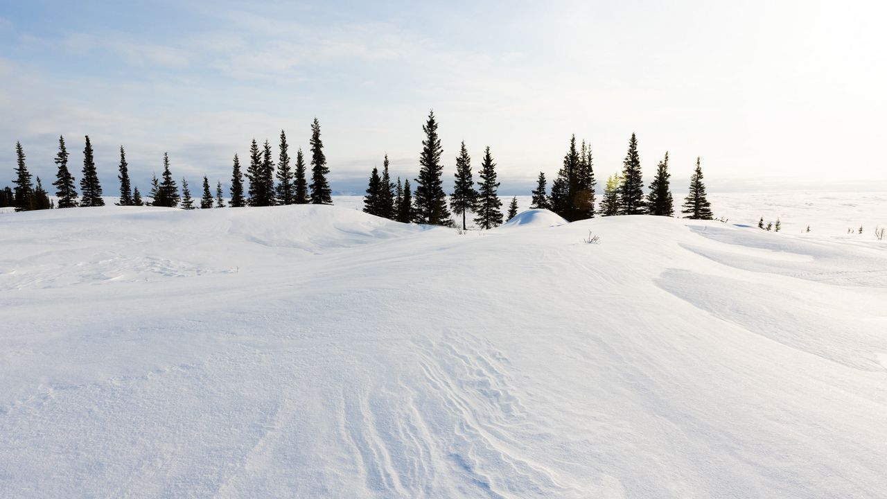 Wallpaper snow, trees, snowdrifts, landscape, winter