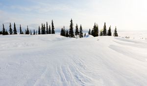 Preview wallpaper snow, trees, snowdrifts, landscape, winter