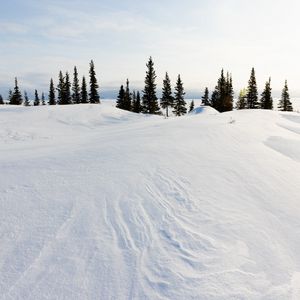 Preview wallpaper snow, trees, snowdrifts, landscape, winter