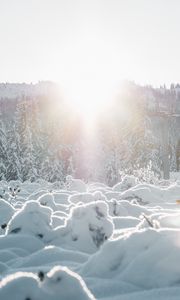 Preview wallpaper snow, trees, sunlight, winter, landscape