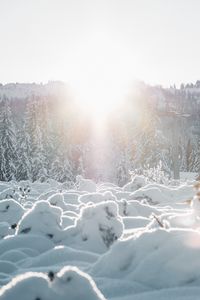 Preview wallpaper snow, trees, sunlight, winter, landscape