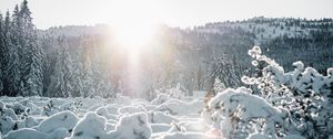 Preview wallpaper snow, trees, sunlight, winter, landscape