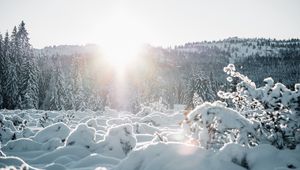 Preview wallpaper snow, trees, sunlight, winter, landscape