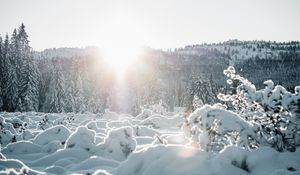 Preview wallpaper snow, trees, sunlight, winter, landscape