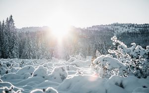 Preview wallpaper snow, trees, sunlight, winter, landscape