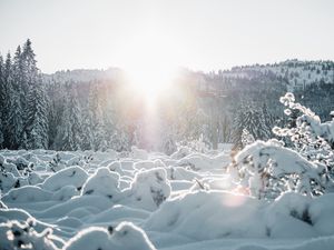 Preview wallpaper snow, trees, sunlight, winter, landscape