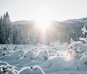 Preview wallpaper snow, trees, sunlight, winter, landscape