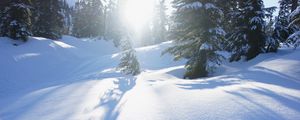 Preview wallpaper snow, trees, sunlight, snowdrifts, winter