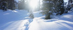 Preview wallpaper snow, trees, sunlight, snowdrifts, winter