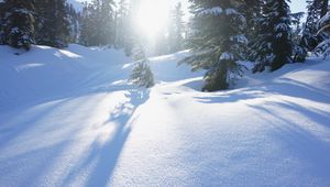 Preview wallpaper snow, trees, sunlight, snowdrifts, winter