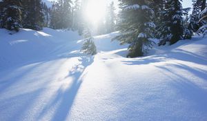 Preview wallpaper snow, trees, sunlight, snowdrifts, winter