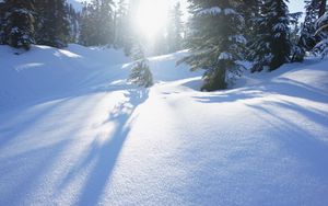 Preview wallpaper snow, trees, sunlight, snowdrifts, winter