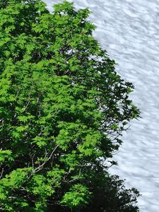 Preview wallpaper snow, trees, surface, roughness