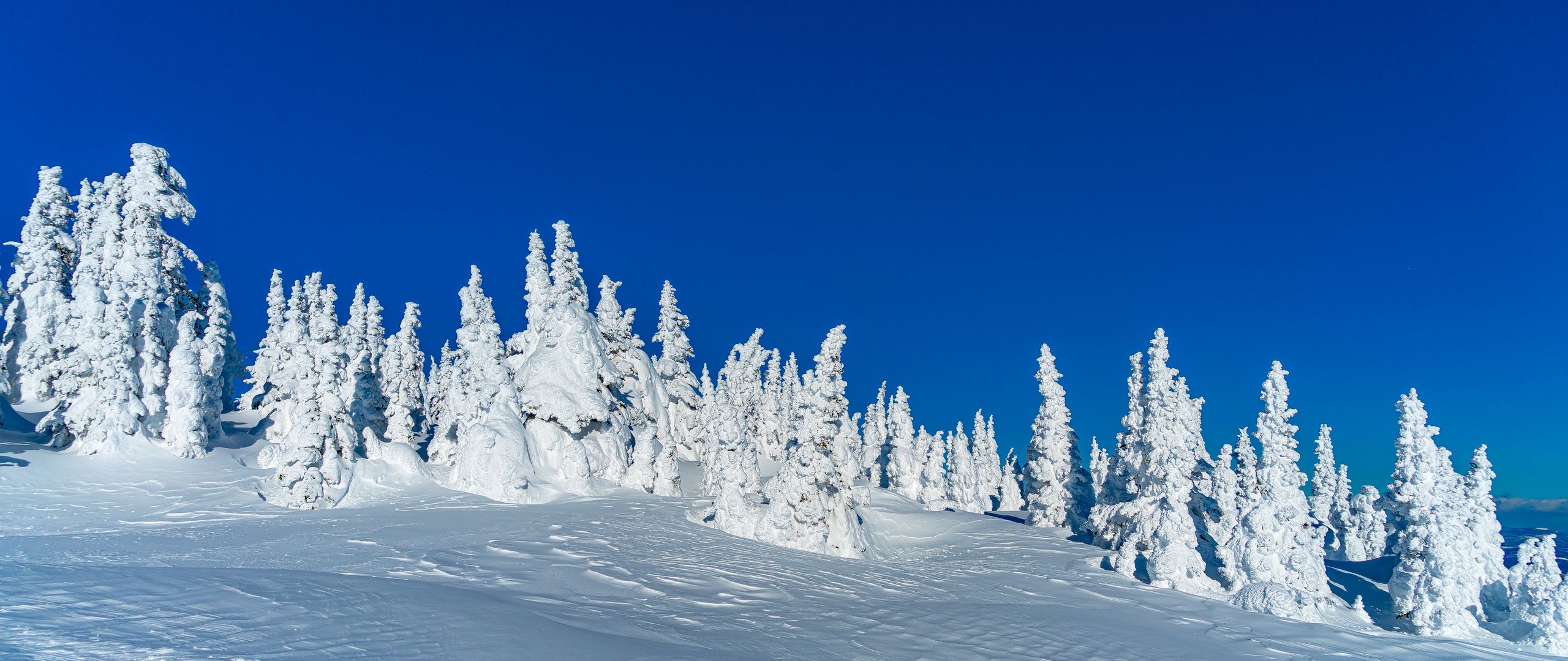 Download wallpaper 2560x1080 snow, trees, winter, snowy, landscape dual ...