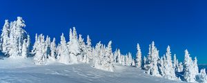 Preview wallpaper snow, trees, winter, snowy, landscape