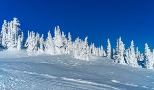 Preview wallpaper snow, trees, winter, snowy, landscape