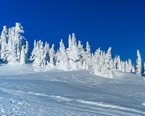 Preview wallpaper snow, trees, winter, snowy, landscape