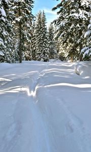 Preview wallpaper snow, trees, winter, trail, sunlight