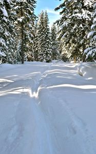 Preview wallpaper snow, trees, winter, trail, sunlight